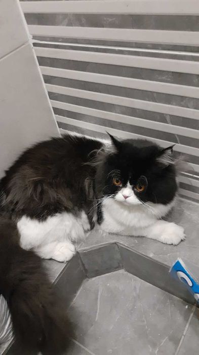 Вязка кота Скоттиш Стрейт (длинношерстный)