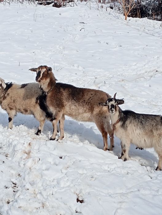 Козы породистые ,молочные.