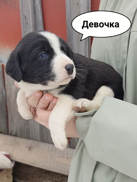 Щенки бесплатно!!! Срочно!