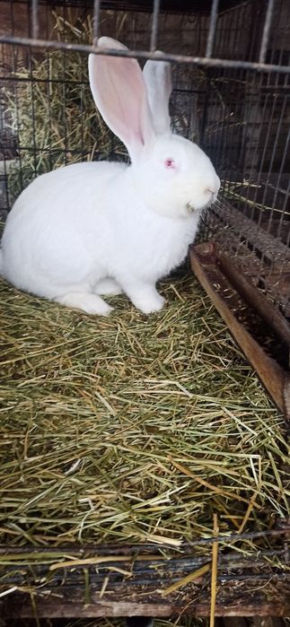 Uriaș alb mascul 8 luni.