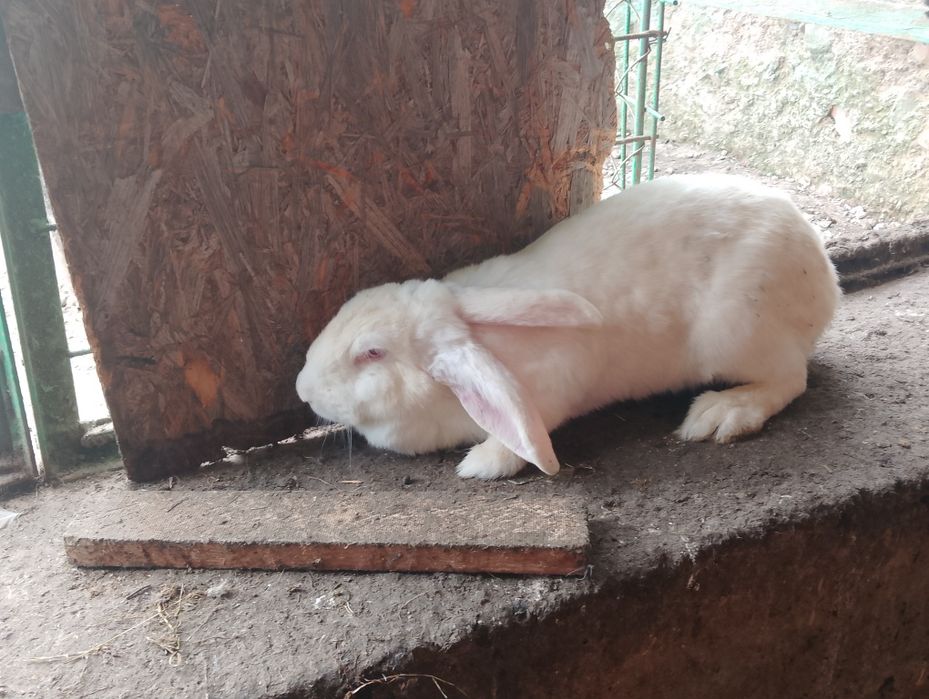 кролик крольчата