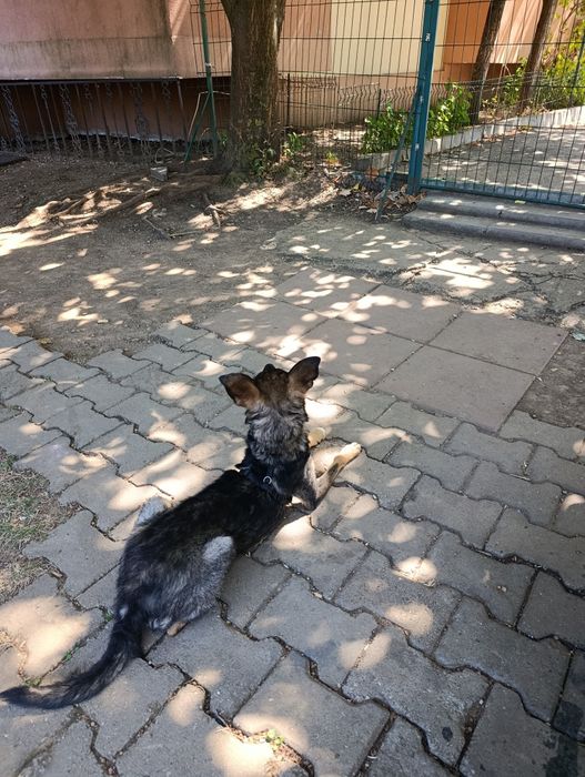 Cățelușă spre adopție