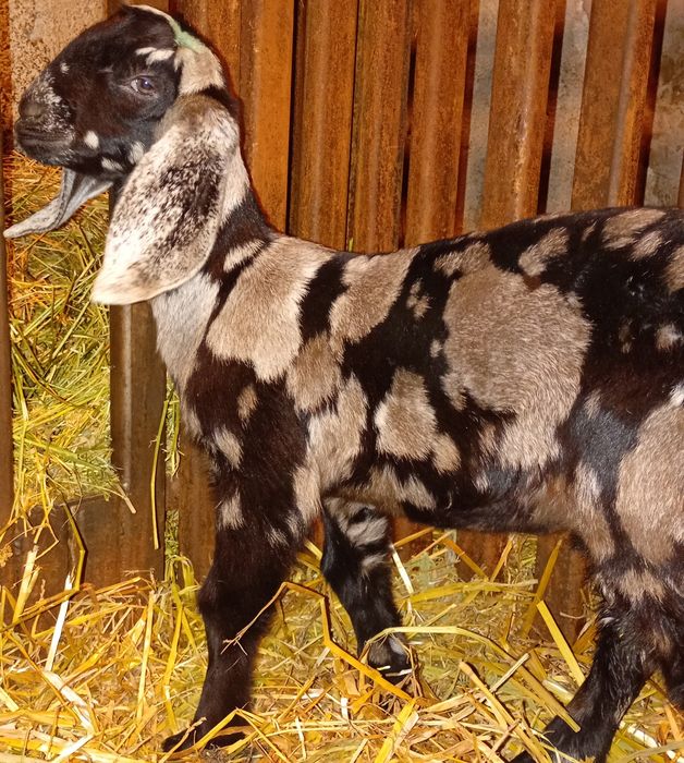 Anglonubiene ieduțe si iezi de vânzare