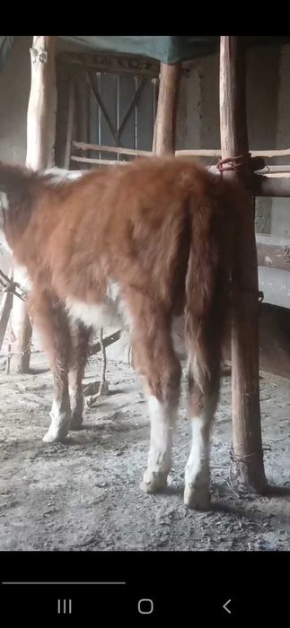 Сментал букача сотилади