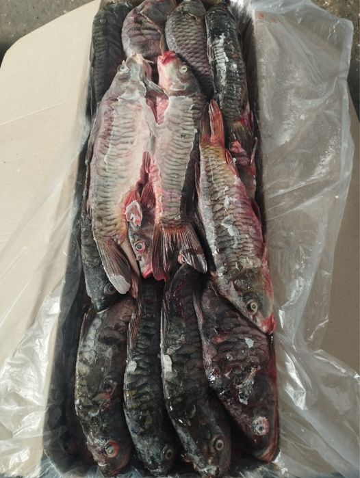 Рыба сазан карп оптом