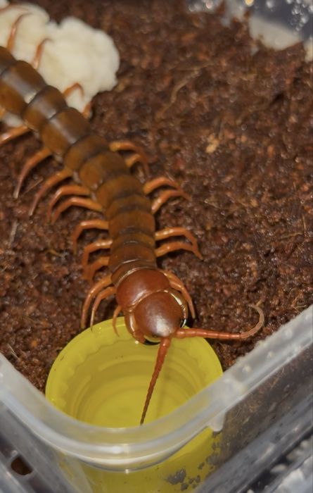 Сколопендры в ассортименте. Scolopendra sp. “Mint Legs”