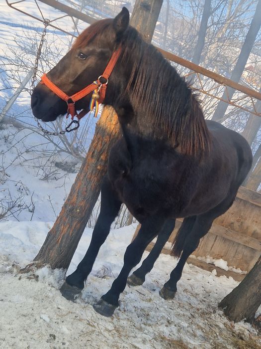 De vânzare două iepe rosia 5 ani si neagra 2 ani si 4 luni.