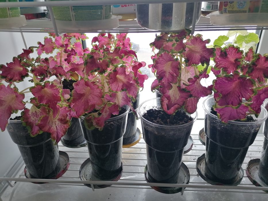 Молодые комнатные растения