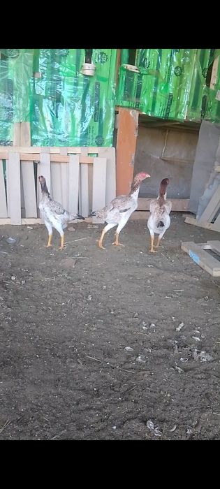 Продажа кур можно всех