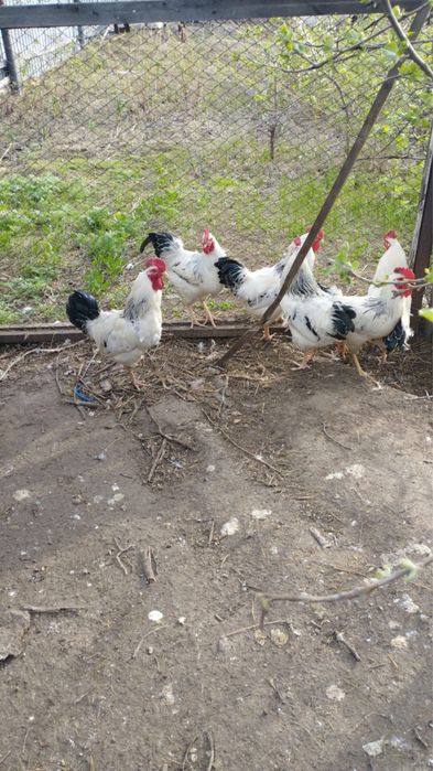 Петухи алмовирские