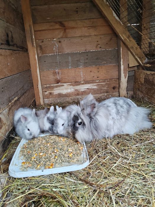 Vând iepuri Cap de leu