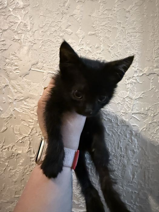 Котенок, мальчик