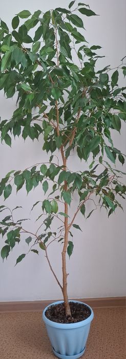 Продам Фикус Бенджамина, 160 см