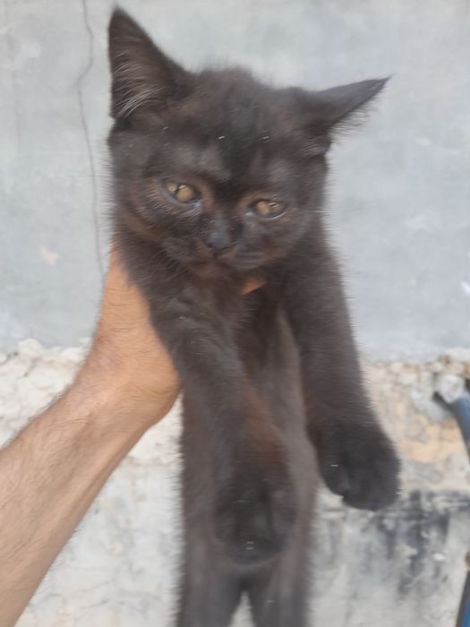 Mushuk va Qafas sotiladi