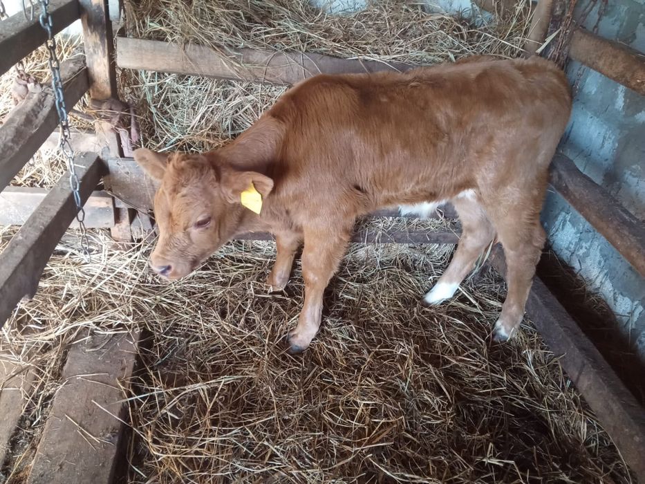 Продам бычка 1 месяц