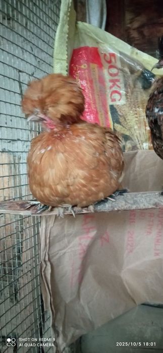 Тухумлар сотилади