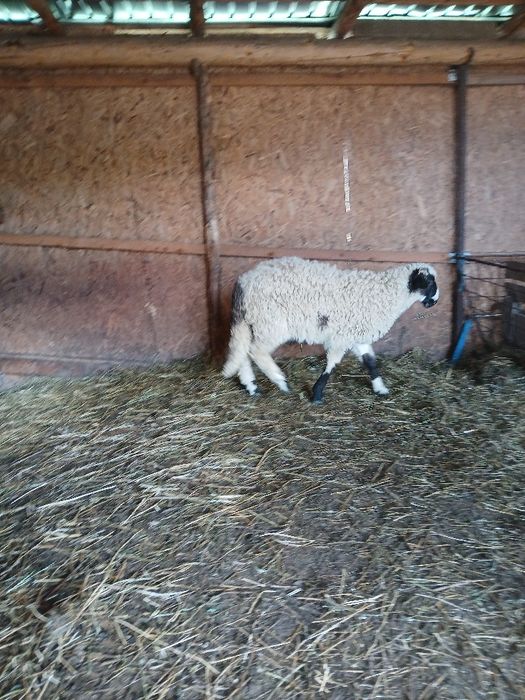 Vând berbecuț breaz