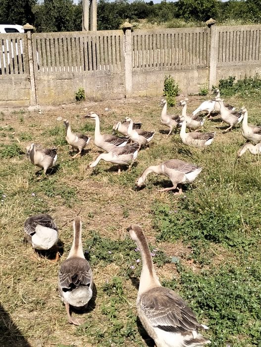 Boboci de gîscă de vinzare