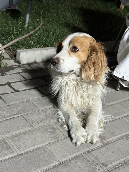 Кобель ищит невесту