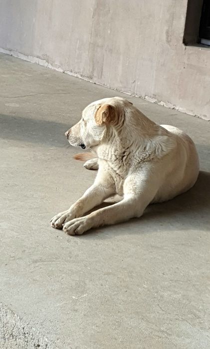 Se donează Labradori