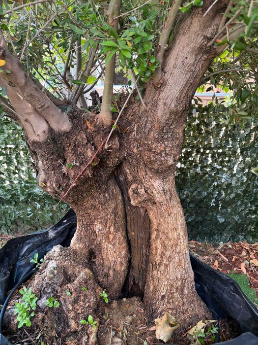 Bonsai Măslin Secular 150 Ani – Exemplar Superb de Colecție