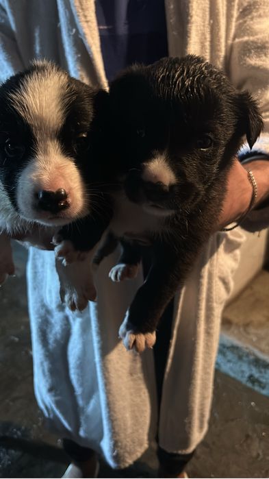 Щенки, смесь Алабая