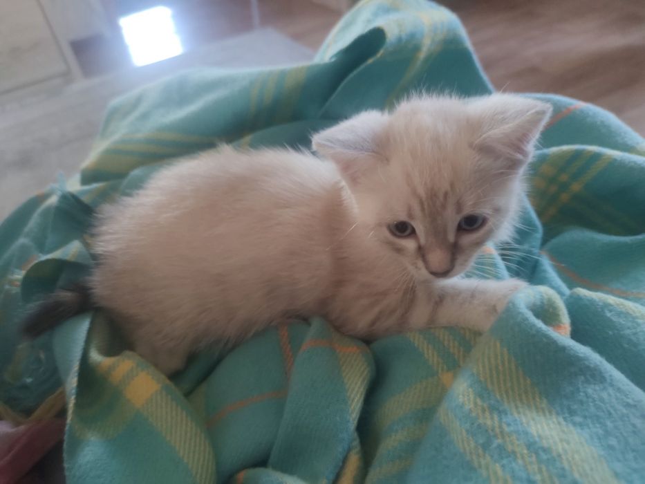 Котенок мальчик 2 месяца