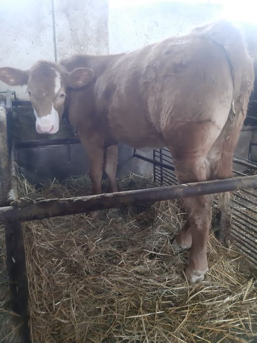 DE VANZARE Vitea  in varsta de 4,5 luni.