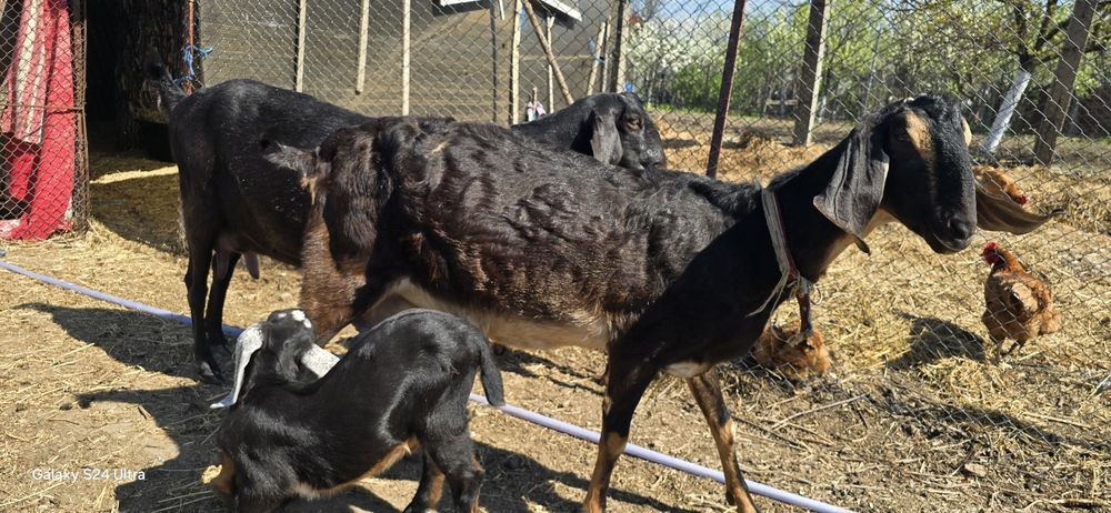 Vând sau schimb iezi