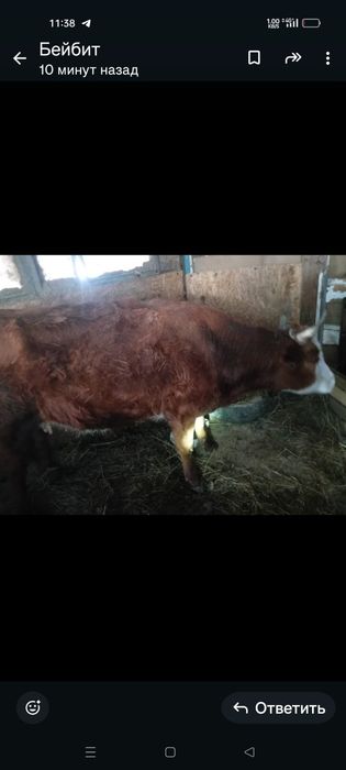 2 туған қашар сатылады