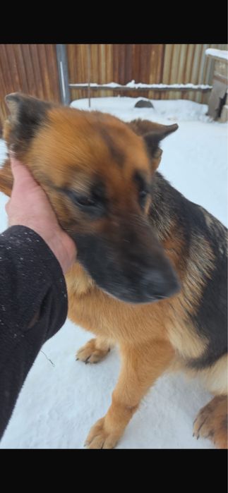 Отдам щенка. Мама немецкая овчарка