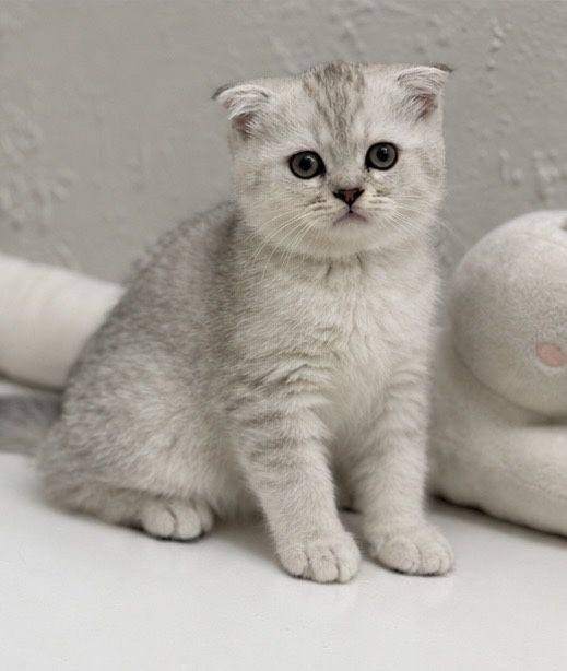 Шотландски котенца