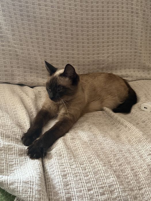 Сиамская кошка годик