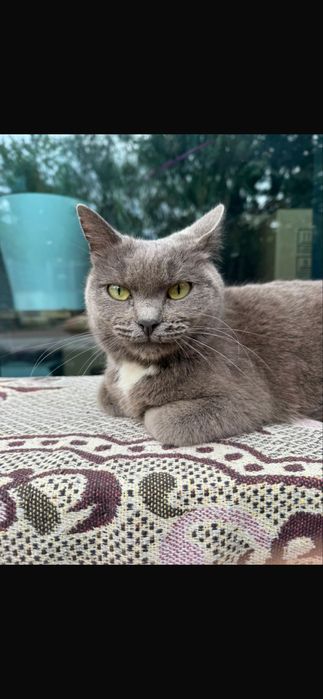 Нашлась серая кошка