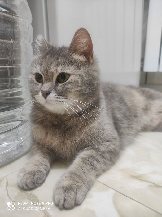 Кошечка Нюша в поиске дома.