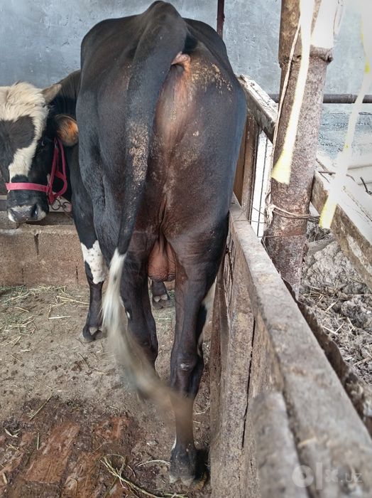 2 ta buqa sotiladi sifat narsala