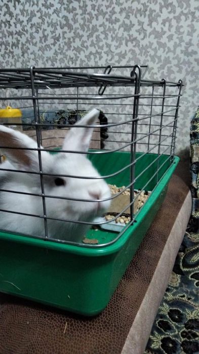 Кролик декоративный