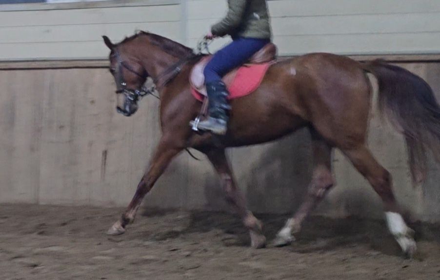 Кобыла для спорта, лошадь