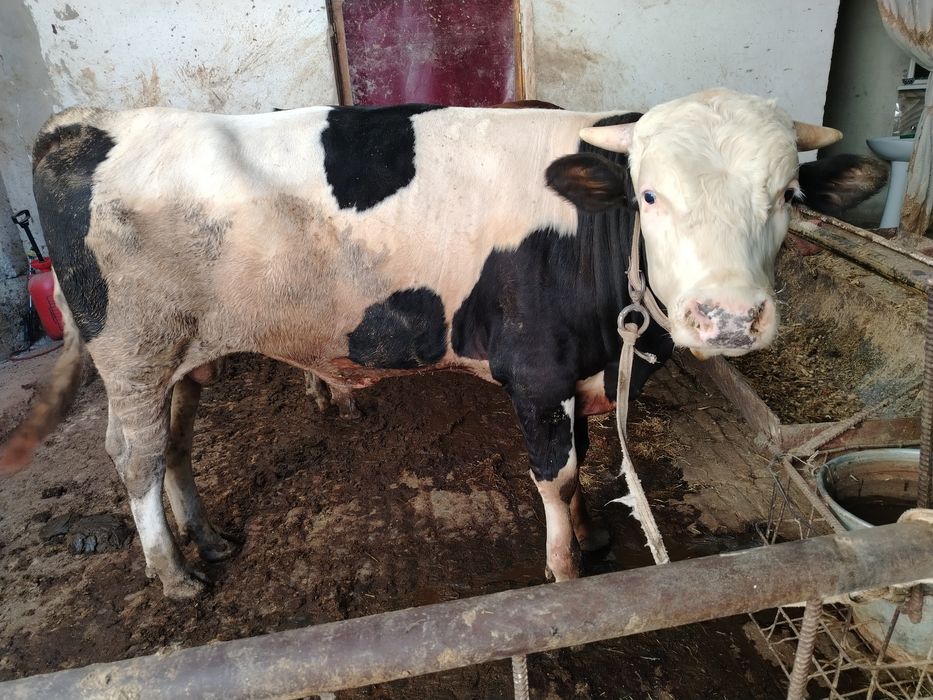 Новвос мол кизил