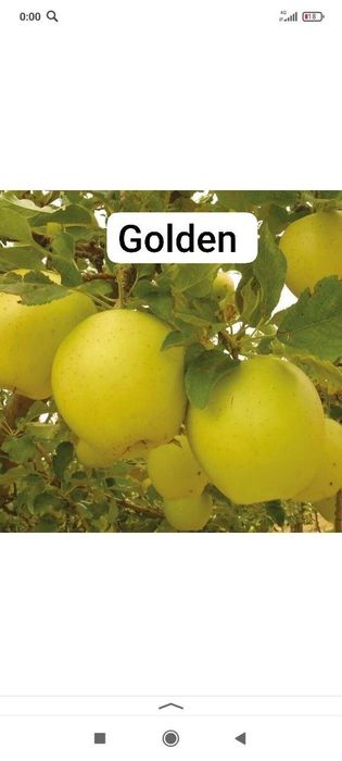 Мевали кучатлар карлик ва полкарлик