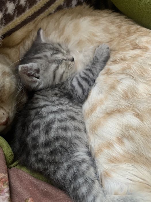 Котенок хароши в