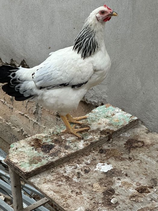 Adler tovuq va xorozlar sotiladi