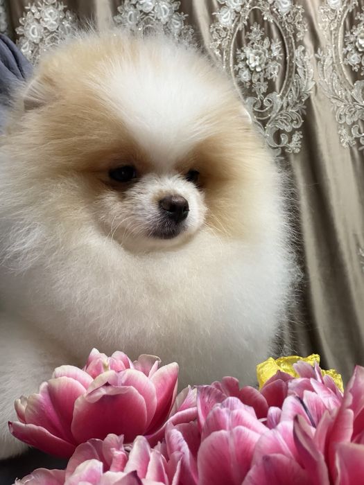 Щенки померанского шпица