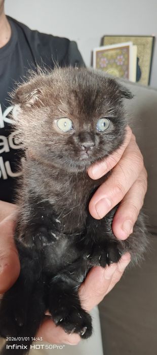 Skotish fold Skotish strayt