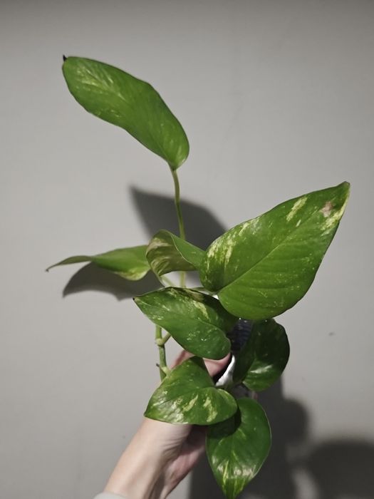 Декабрист, орхидея, сингониум, каланхоэ