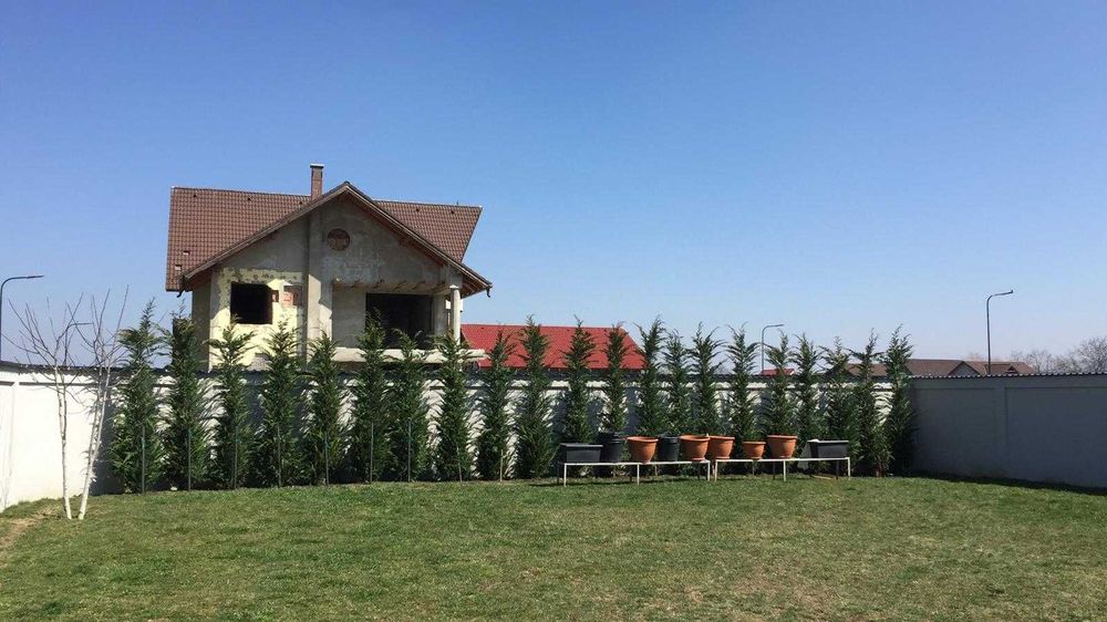 Leylandii la ghiveci ideal pentru gard viu rapid si dens diferite culori