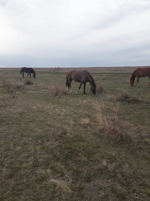 Продам кобылку 2 года