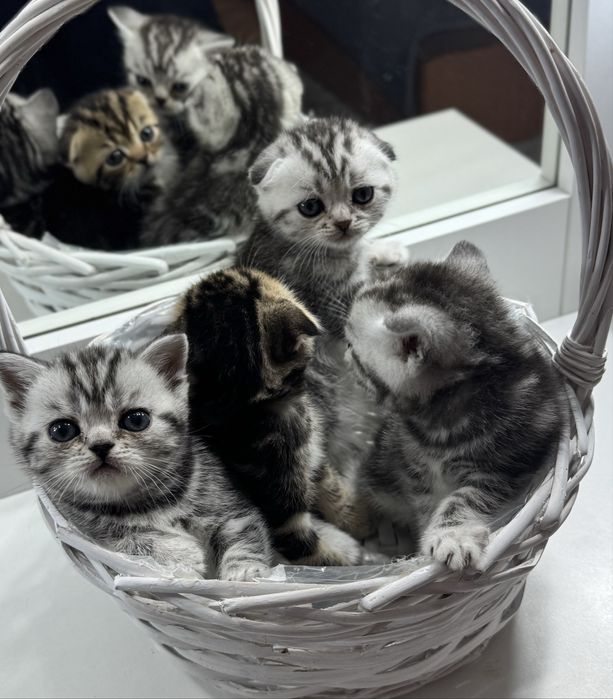 Продаются шотландские котята