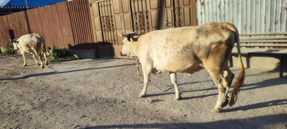 Продам корову хорошую