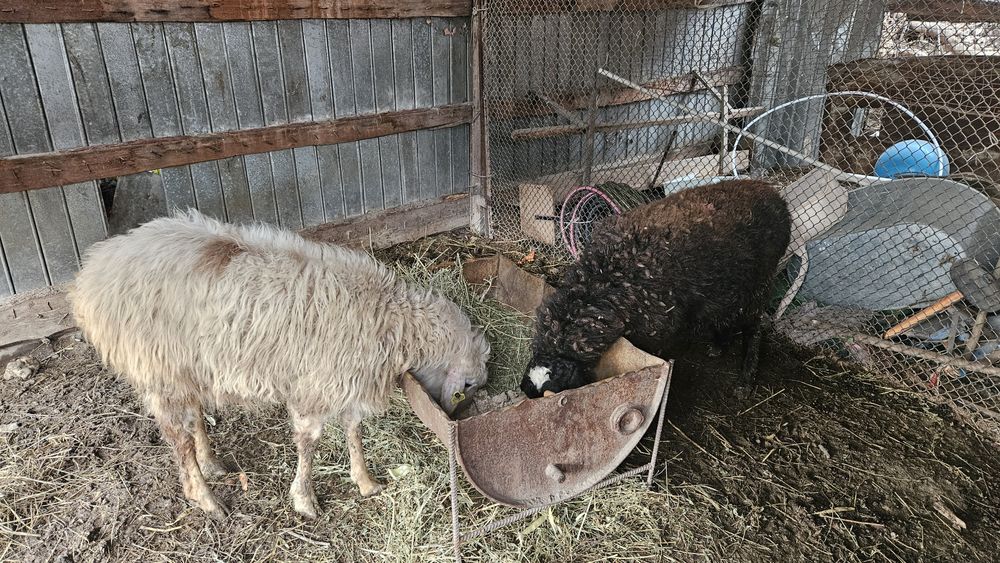 Семиз 2 кои сатылады